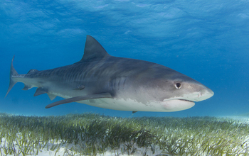 A tiger shark above seagrass. Scientists have found a surprising link between the two.